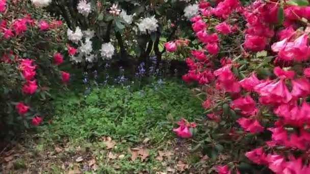 Rhododendron Flowering Shrubs Trees Bushes Full Bloom Spring National Flower — Stockvideo