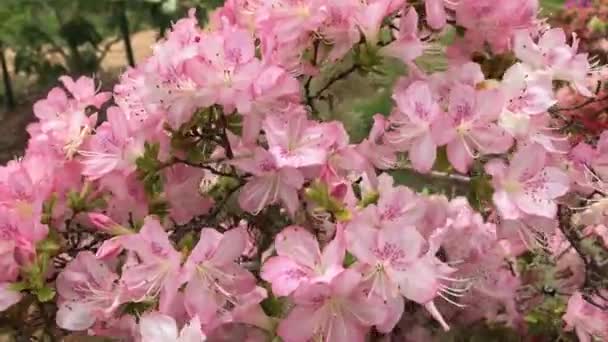 Rhododendron Flowering Shrubs Trees Bushes Full Bloom Spring National Flower — Stockvideo