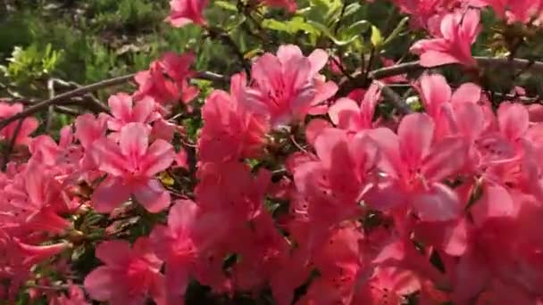 Rhododendron Flowering Shrubs Trees Bushes Full Bloom Spring National Flower — Vídeo de stock