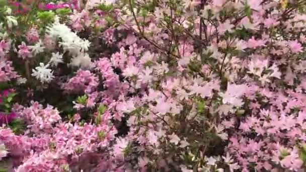 Rhododendron Flowering Shrubs Trees Bushes Full Bloom Spring National Flower — Stockvideo
