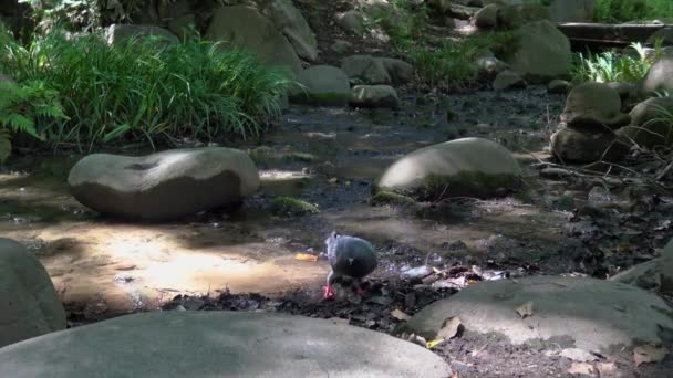 Piccione Che Gioca Riva Fiume Nel Parco Shiba — Video Stock