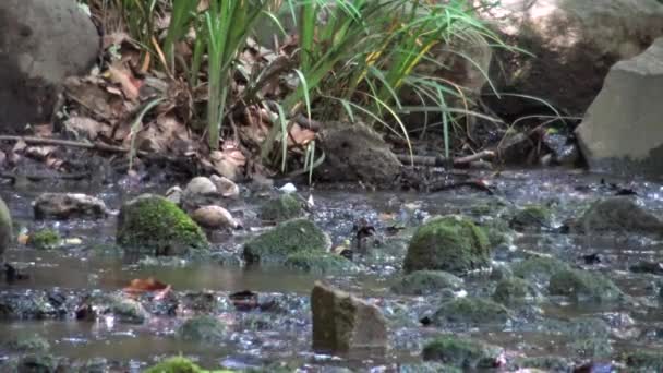 Сцени Парку Шіба Каміння Берегах Річки — стокове відео