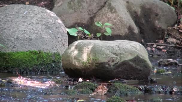 Горобець Грає Березі Річки Парку Шіба — стокове відео