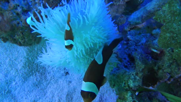 品川シー水族館のピエロ魚の眺め — ストック動画