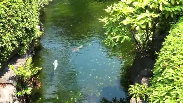 Fische Treiben Teich Japanischen Garten — Stockvideo