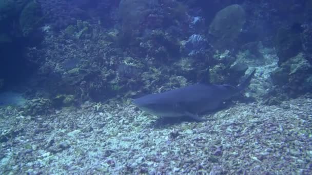 Tubarão Recife Branco Está Deitado Fundo Mar Dos Poucos Tubarões — Vídeo de Stock