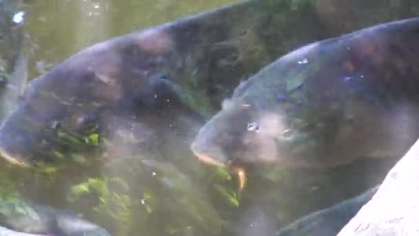 Vista Los Peces Estanque Shinjuku Gyoen Jardín Nacional — Vídeo de stock