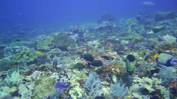 Cámara Volando Sobre Arrecife Lleno Color Vida — Vídeo de stock