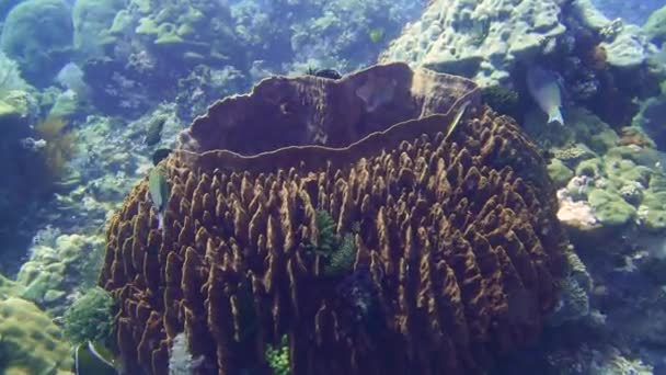 Câmera Deslizar Enorme Barril Esponja Coral Debaixo Água Pode Ser — Vídeo de Stock