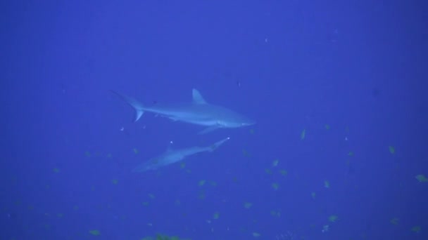 Tiburones Nadan Cruzan Entre Azul — Vídeo de stock