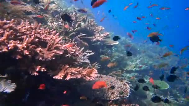 Barriera Corallina Esplosione Colori Quando Barriera Corallina Pulsa Piccoli Pesci — Video Stock