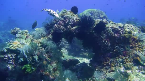 Cámara Desliza Hacia Adelante Agua Cristalina Agujero Estructura Coral — Vídeo de stock