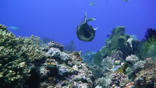 サンゴ礁の底に沿ってフグとも呼ばれる好奇心旺盛なカボチャ魚に続くカメラ — ストック動画