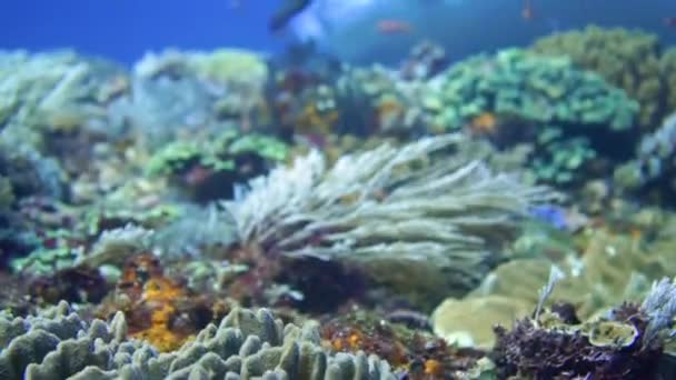 Bakom Några Koraller Som Avslöjar Mantaray — Stockvideo