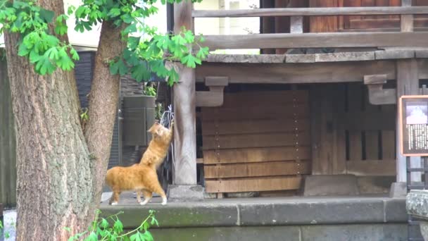 Koty Bawią Się Sobą Świątyni — Wideo stockowe