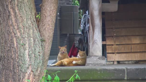 Menutup Kucing Bermain Dengan Satu Sama Lain Kuil — Stok Video