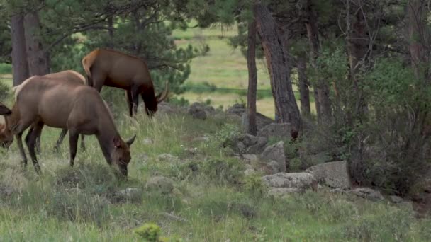 Entendu Parler Wapitis Marchant Dans Forêt — Video