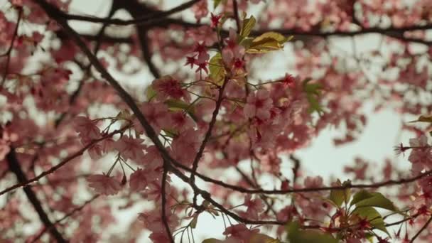 Sakura Cherry Blossoms Spring Japan — Stockvideo