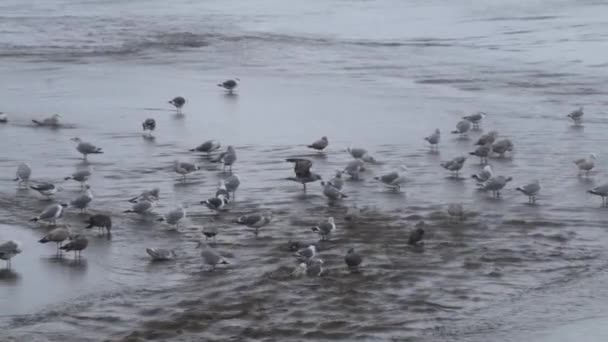 Grupo Gaviotas Occidentales Bañándose Arroyo Poco Profundo Que Desemboca Océano — Vídeo de stock