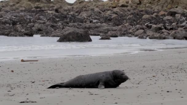 Uma Foca Recém Nascida Numa Praia Com Pedras Fundo Selar — Vídeo de Stock