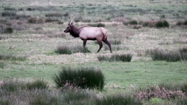 Roosevelt Olympic Bull Elk Kráčí Přes Pole Více Býkům — Stock video