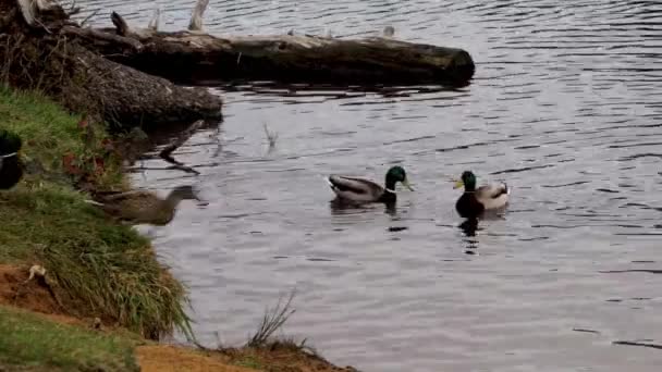 Enten Springen Vom Ufer Etwa Einen Fuß Fallen Ins Wasser — Stockvideo