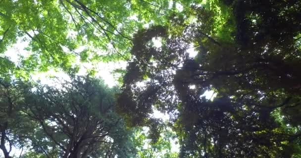 Pov Walking Forest Sun Rays — Stock Video