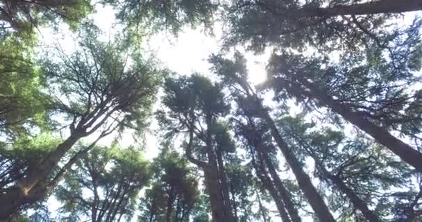 Pov Spaceruje Lesie Promieniami Słońca — Wideo stockowe