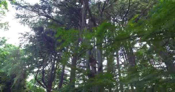 Pov Berjalan Melalui Hutan — Stok Video