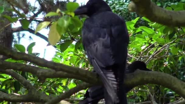 Die Ansicht Einer Krähe Die Einem Baum Hockt — Stockvideo