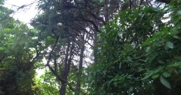 Pov Ormanda Yürüyor — Stok video