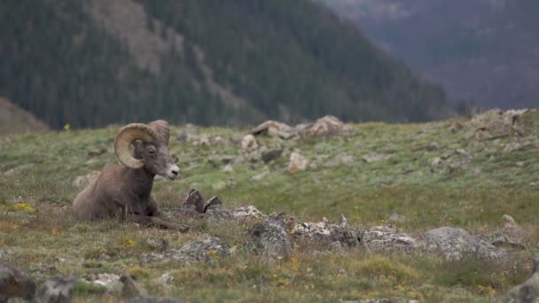 Bighorn Owce Leżące Szczycie Góry — Wideo stockowe