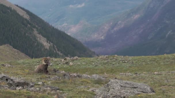 Big Horn Owca Leżące Szczycie Góry — Wideo stockowe