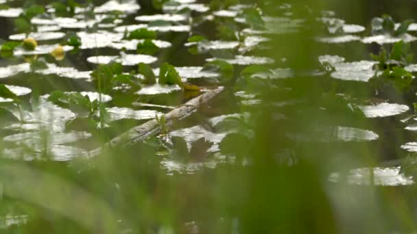 Lilly Almofadas Lago Montanha Com Grama Alta — Vídeo de Stock