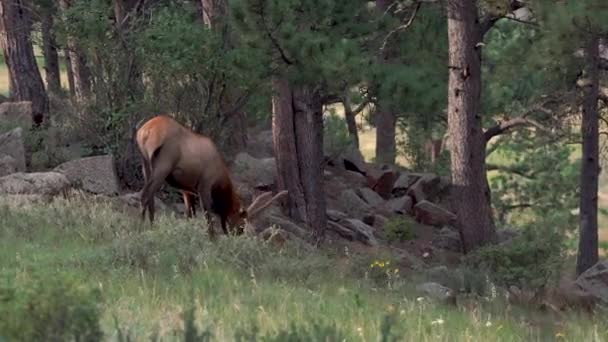 Alce Che Mangia Erba Nel Prato — Video Stock