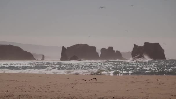 Zachodnia Mewa Leci Kierunku Kamery Plaży Fale Oceaniczne Uderzają Ogromne — Wideo stockowe