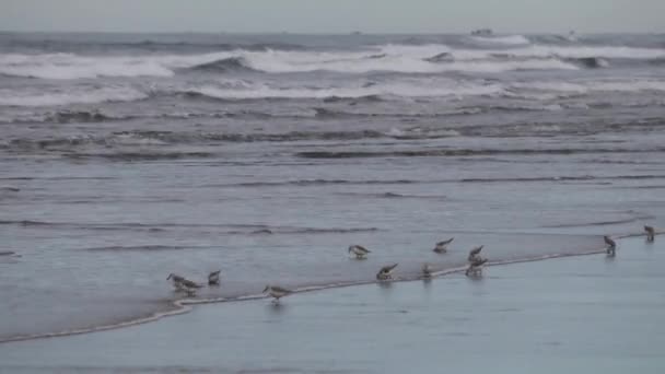 Sandpiper Είναι Στην Παραλία Και Τρέφεται Σερφ — Αρχείο Βίντεο
