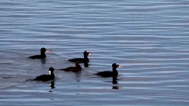 Surf Scoter Costa Oregon Nadando Baía Masculino Feminino Scoter Estão — Vídeo de Stock