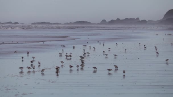 Sandpiper Jest Plaży Karmi Się Podczas Surfowania — Wideo stockowe