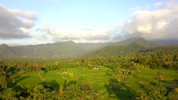 Bali Deki Tepenin Pirinç Tarlalarının Güzel Hava Görüntüleri — Stok video