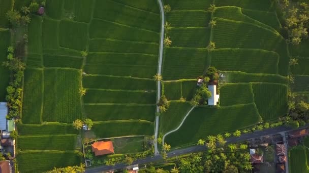 Bali Köyündeki Pirinç Tarlalarının Güzel Hava Görüntüleri — Stok video