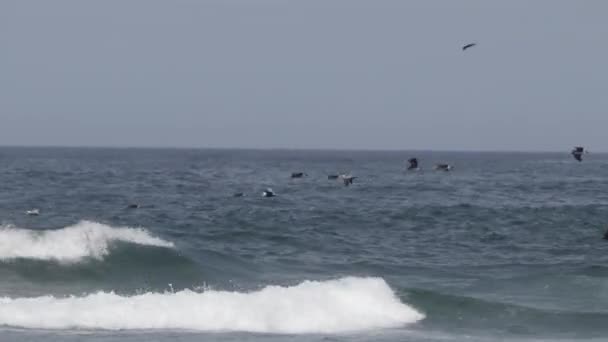 Brown Pelican Flying Pacific Ocean Rocks — Stock Video