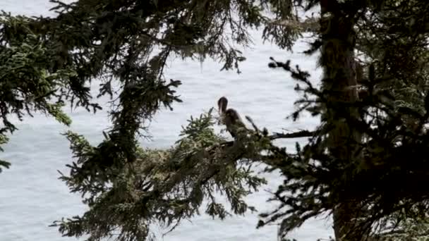 Una Garza Azul Sentada Árbol Con Vistas Océano Pacífico Mientras — Vídeos de Stock