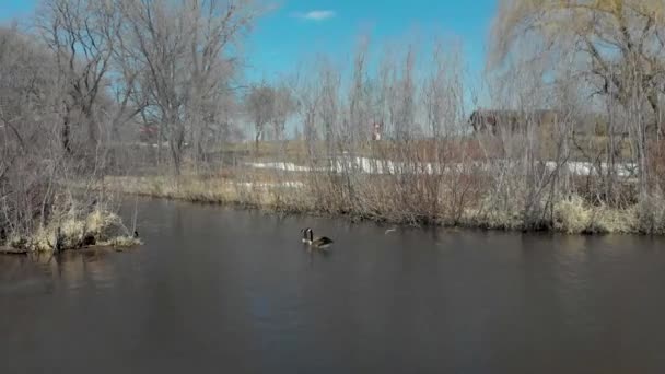 Відео Повітряного Дрону Озера Сьюзен Чанхассен Міннесота Двох Гусей Насолоджуються — стокове відео