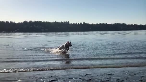 日落时分 狗儿在水面上飞溅 慢动作 — 图库视频影像