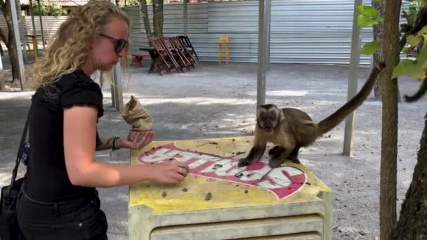 Sarışın Dişi Turist Terasta Sevimli Bir Kapuçin Maymunu Besliyor — Stok video