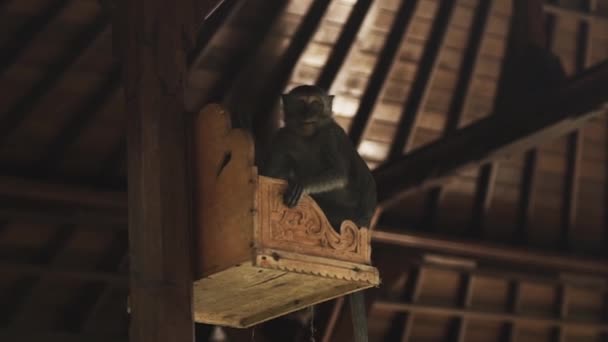 巴厘岛 一只厚脸皮的猴子坐在一个结构上的礼篮里吃东西 — 图库视频影像