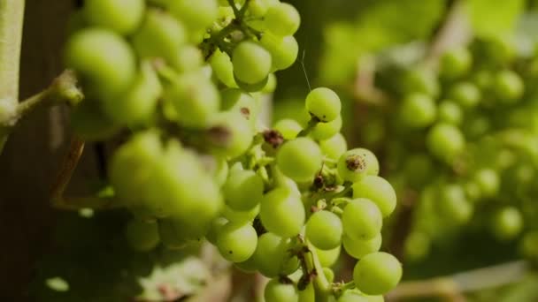 Deliciosas Uvas Jóvenes Variedad Sauvignon Blanc Bañándose Luz Del Sol — Vídeos de Stock