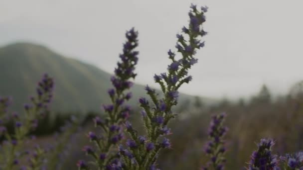 Purple Lupines Blowing Slowly Wind Cold Cloudy Day South Island — Video Stock