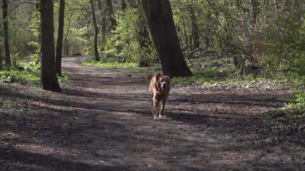 Ormanda Koşan Hovawart Köpeği Yavaş Çekim Klibi — Stok video